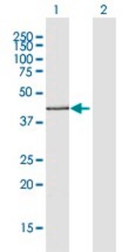 Anti-ADIPOR2 antibody produced in rabbit purified immunoglobulin, buffered aqueous solution