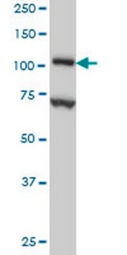 Anti-DPYD Mouse mAb (7D4) liquid, clone 7D4, Calbiochem&#174;