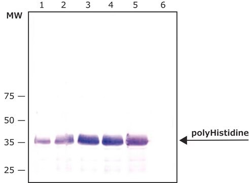 モノクローナル抗ポリヒスチジン抗体-アガロース結合 マウス宿主抗体 clone HIS-1, purified immunoglobulin, PBS suspension, suitable for purification of HIS tagged recombinant proteins