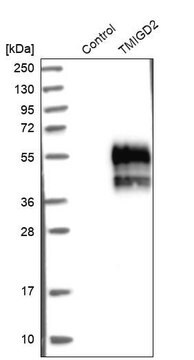 Anti-TMIGD2 antibody produced in rabbit Prestige Antibodies&#174; Powered by Atlas Antibodies, affinity isolated antibody, buffered aqueous glycerol solution