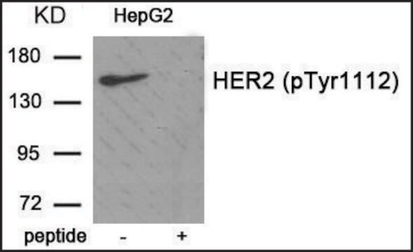 Anti-phospho-HER2 (pTyr1112) antibody produced in rabbit affinity isolated antibody