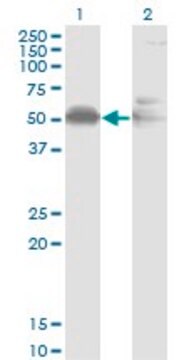 Monoclonal Anti-AHSG, (C-terminal) antibody produced in mouse clone 1D8, purified immunoglobulin, buffered aqueous solution