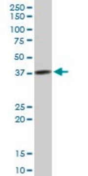 Anti-TFB2M antibody produced in mouse purified immunoglobulin, buffered aqueous solution