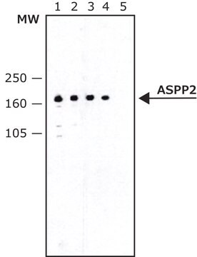 モノクロナール抗ASPP2 マウス宿主抗体 ~1.5&#160;mg/mL, clone DX 54.10, purified from hybridoma cell culture