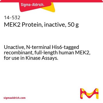 MEK2 Protein, inactive, 50 g Unactive, N-terminal His6-tagged recombinant, full-length human MEK2, for use in Kinase Assays.