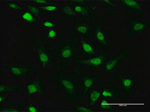 Anti-PPP1CC antibody produced in mouse purified immunoglobulin, buffered aqueous solution