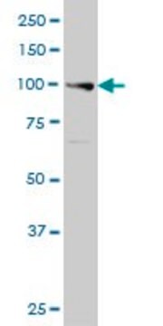 Monoclonal Anti-EXO1 antibody produced in mouse clone 1G12, purified immunoglobulin, buffered aqueous solution