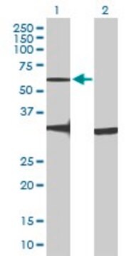 Anti-GPR176 antibody produced in mouse purified immunoglobulin, buffered aqueous solution