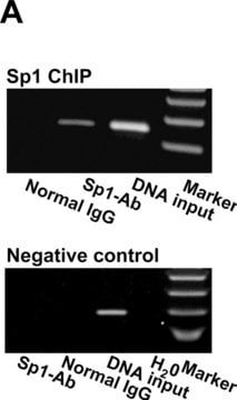 Anti-Sp1 Antibody Upstate&#174;, from rabbit