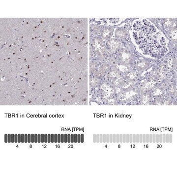 Anti-TBR1 Prestige Antibodies&#174; Powered by Atlas Antibodies, affinity isolated antibody