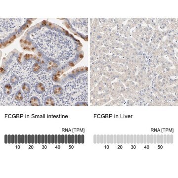 抗FCGBP ウサギ宿主抗体 Ab1, Prestige Antibodies&#174; Powered by Atlas Antibodies, affinity isolated antibody, buffered aqueous glycerol solution