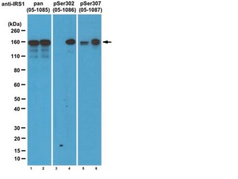 Anti-phospho-IRS1-(Ser307-Maus/Ser312-Human)-Antikörper, Klon&nbsp;24.6.2 clone 24.6.2, from mouse