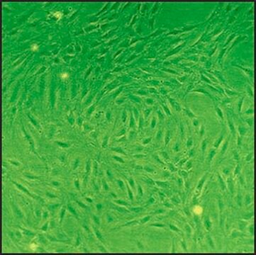 Rat Lung Fibroblasts: RLF, adult