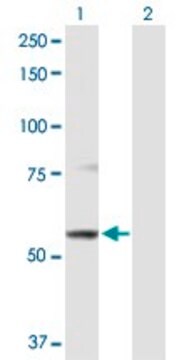 Anti-ABCB9 antibody produced in rabbit purified immunoglobulin, buffered aqueous solution