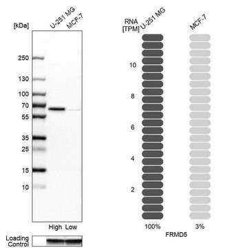 Anti-FRMD5 antibody produced in rabbit Ab1, Prestige Antibodies&#174; Powered by Atlas Antibodies, affinity isolated antibody, buffered aqueous glycerol solution