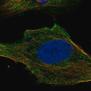 Anti-Slc6A7 Antibody Produced In Rabbit Prestige Antibodies&#174; Powered by Atlas Antibodies, affinity isolated antibody, buffered aqueous glycerol solution