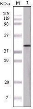 单克隆抗 OVA 小鼠抗 clone 3G2E1D9, ascites fluid