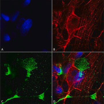 Monoclonal Anti-Tarp Gamma2/4/8 (Stargazin) - Percp antibody produced in mouse clone S245-36, purified immunoglobulin