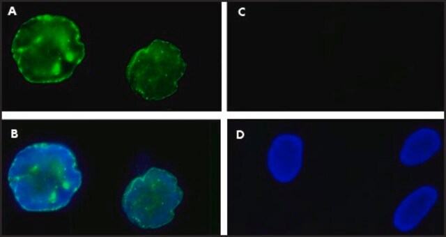 Anti-Progerin antibody, Mouse monoclonal clone 13A4, purified from hybridoma cell culture