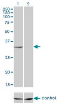 Monoclonal Anti-RNASEH2A antibody produced in mouse clone 3G5-F5, purified immunoglobulin, buffered aqueous solution