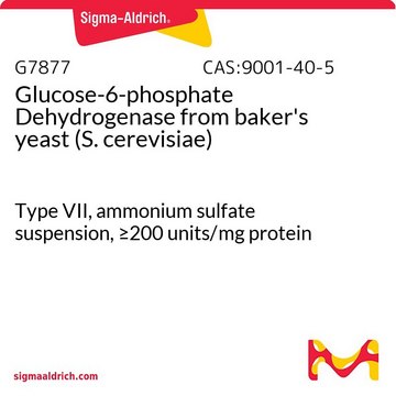 Glucosio-6-fosfato deidrogenasi Type VII, ammonium sulfate suspension, &#8805;200&#160;units/mg protein