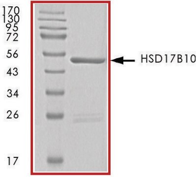 HSD17B10, GST tagged human recombinant, expressed in baculovirus infected Sf9 cells, &#8805;70% (SDS-PAGE), buffered aqueous glycerol solution