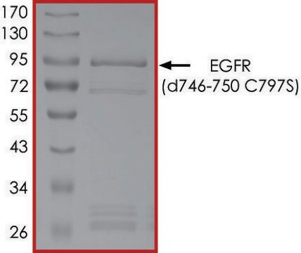 EGFR (D746-750 C797S), Active recombinant