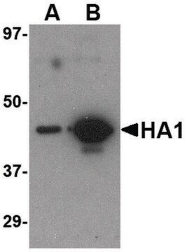 Monoclonal Anti-HEMAGGLUTININ antibody produced in mouse clone 7B9B2, affinity isolated antibody