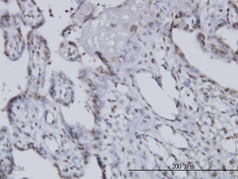 Monoclonal Anti-CCRN4L antibody produced in mouse clone 3E8, purified immunoglobulin, buffered aqueous solution