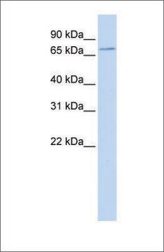 抗SLC5A5抗体 ウサギ宿主抗体 affinity isolated antibody