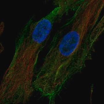 Anti-HTRA1 antibody produced in rabbit Prestige Antibodies&#174; Powered by Atlas Antibodies, affinity isolated antibody, buffered aqueous glycerol solution