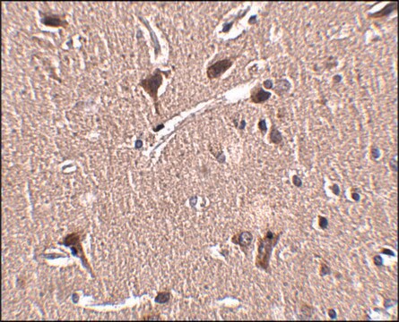 抗MIPU1抗体 ウサギ宿主抗体 affinity isolated antibody, buffered aqueous solution