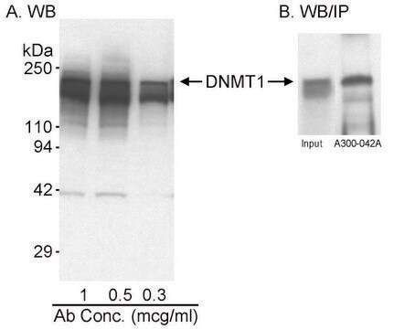 Rabbit anti-DNMT1 Antibody, Affinity Purified Powered by Bethyl Laboratories, Inc.