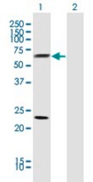 Monoclonal Anti-CLU antibody produced in mouse clone 1A11, purified immunoglobulin, buffered aqueous solution