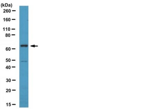 Anti-CDT1 Antibody serum, from rabbit