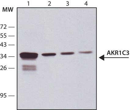 Anti-AKR1C3-Antikörper, Maus monoklonal in Maus hergestellte Antikörper clone NP6.G6.A6, purified from hybridoma cell culture