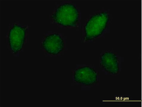 Anti-HOXA1 antibody produced in mouse purified immunoglobulin, buffered aqueous solution