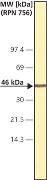 Monoclonal Anti-Cdk7/CAK antibody produced in mouse clone MO-1.1, ascites fluid