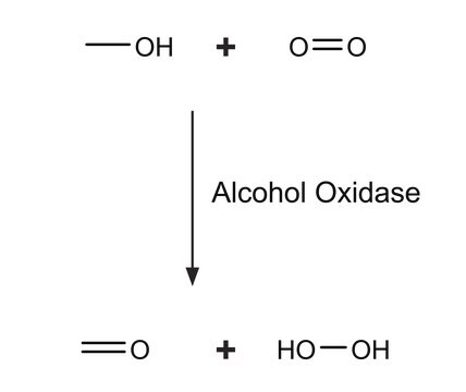 アルコールオキシダーゼ Candida boidinii由来 lyophilized powder, 5-15&#160;units/mg protein