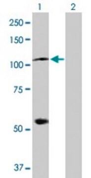 Anti-HSPA4 antibody produced in rabbit purified immunoglobulin, buffered aqueous solution