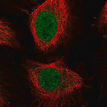 Anty-E2F4 Prestige Antibodies&#174; Powered by Atlas Antibodies, affinity isolated antibody