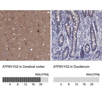 Anty-ATP6V1G2 Prestige Antibodies&#174; Powered by Atlas Antibodies, affinity isolated antibody, buffered aqueous glycerol solution