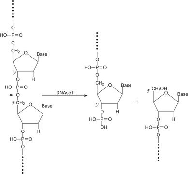 デオキシリボヌクレアーゼ II from bovine spleen Type V, essentially salt-free, lyophilized powder, &#8805;1,000&#160;units/mg protein