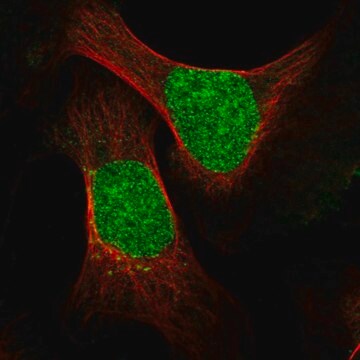 Anti-ESCO2 antibody produced in rabbit Prestige Antibodies&#174; Powered by Atlas Antibodies, affinity isolated antibody