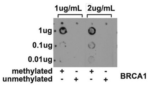 Anti-5-methylcytosine Antibody, clone 33D3 clone 33D3, from mouse