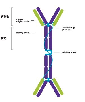 IgA, &#954; マウスミエローマ由来 clone TEPC 15, purified immunoglobulin, buffered aqueous solution