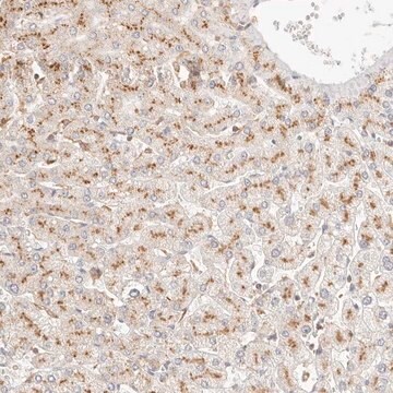 Anti-CNMD antibody produced in rabbit Prestige Antibodies&#174; Powered by Atlas Antibodies, affinity isolated antibody, buffered aqueous glycerol solution