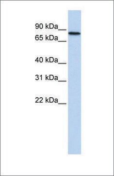 Anti-ADARB2 antibody produced in rabbit affinity isolated antibody