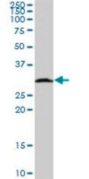 Anti-HSD17B8 antibody produced in mouse IgG fraction of antiserum, buffered aqueous solution