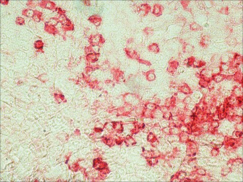 抗ニワトリ IgY (IgG) (全分子)&#8722;アルカリフォスファターゼ ウサギ宿主抗体 affinity isolated antibody, buffered aqueous solution